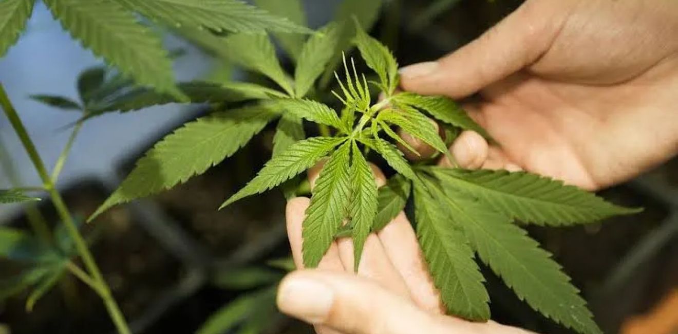 Cannabis Medicinal vs. Recreativa: Impactos Na Recuperação De Dependentes