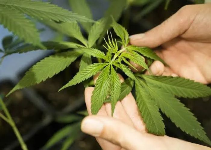 Cannabis Medicinal vs. Recreativa: Impactos Na Recuperação De Dependentes